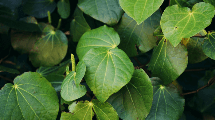 Applications open: Primary and Community Health Workforce Development Fund